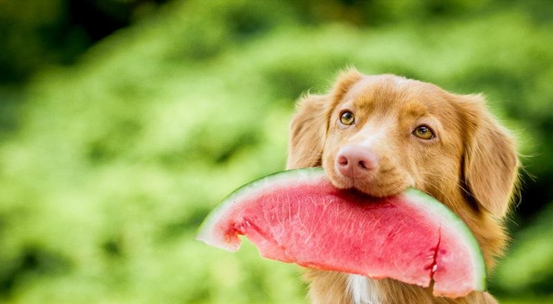 Πως και τι να ταΐζετε τον σκύλο σας το καλοκαίρι!